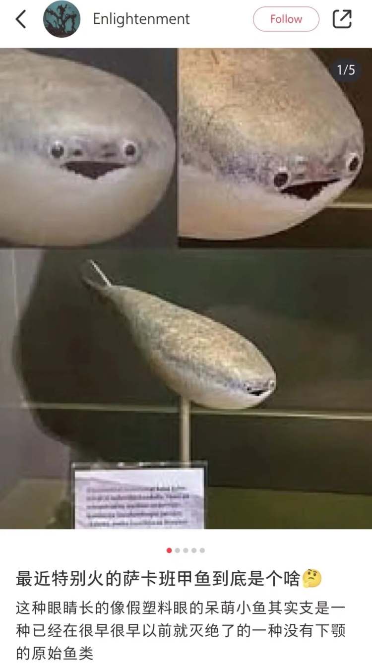 年轻人的精神状态，都被这些动物演完了