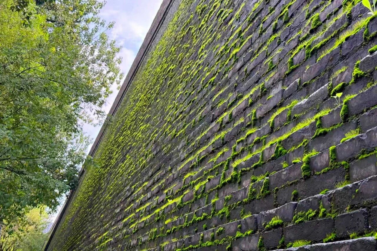 北方古城绿潮涌动，急坏众人之心