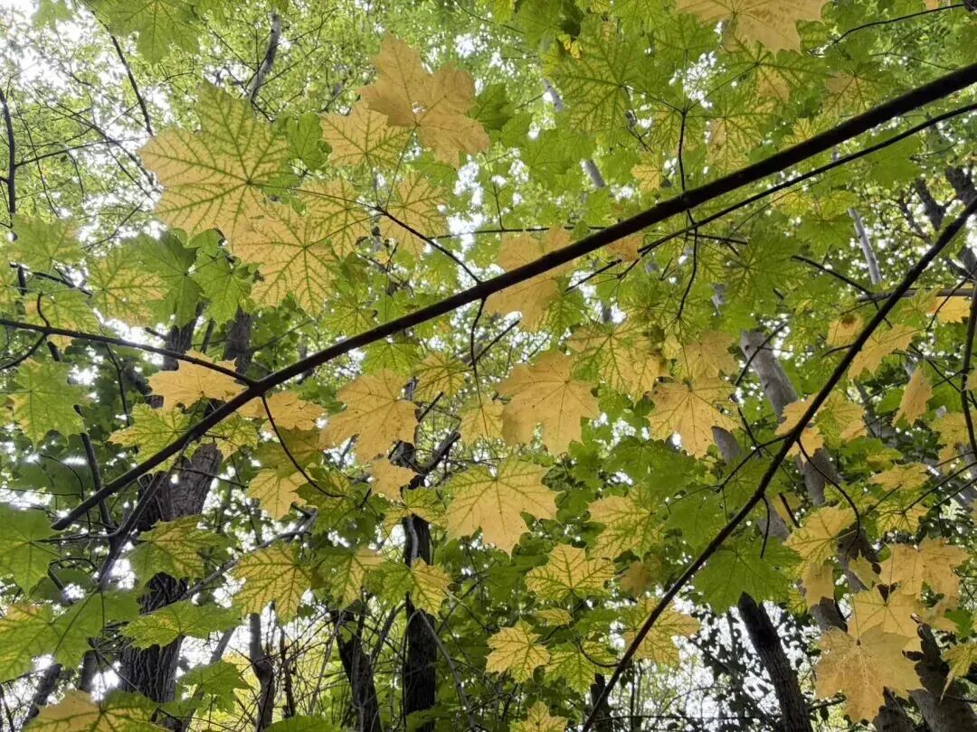 全网一致认定：最短的秋天，才是最贵的奢侈品