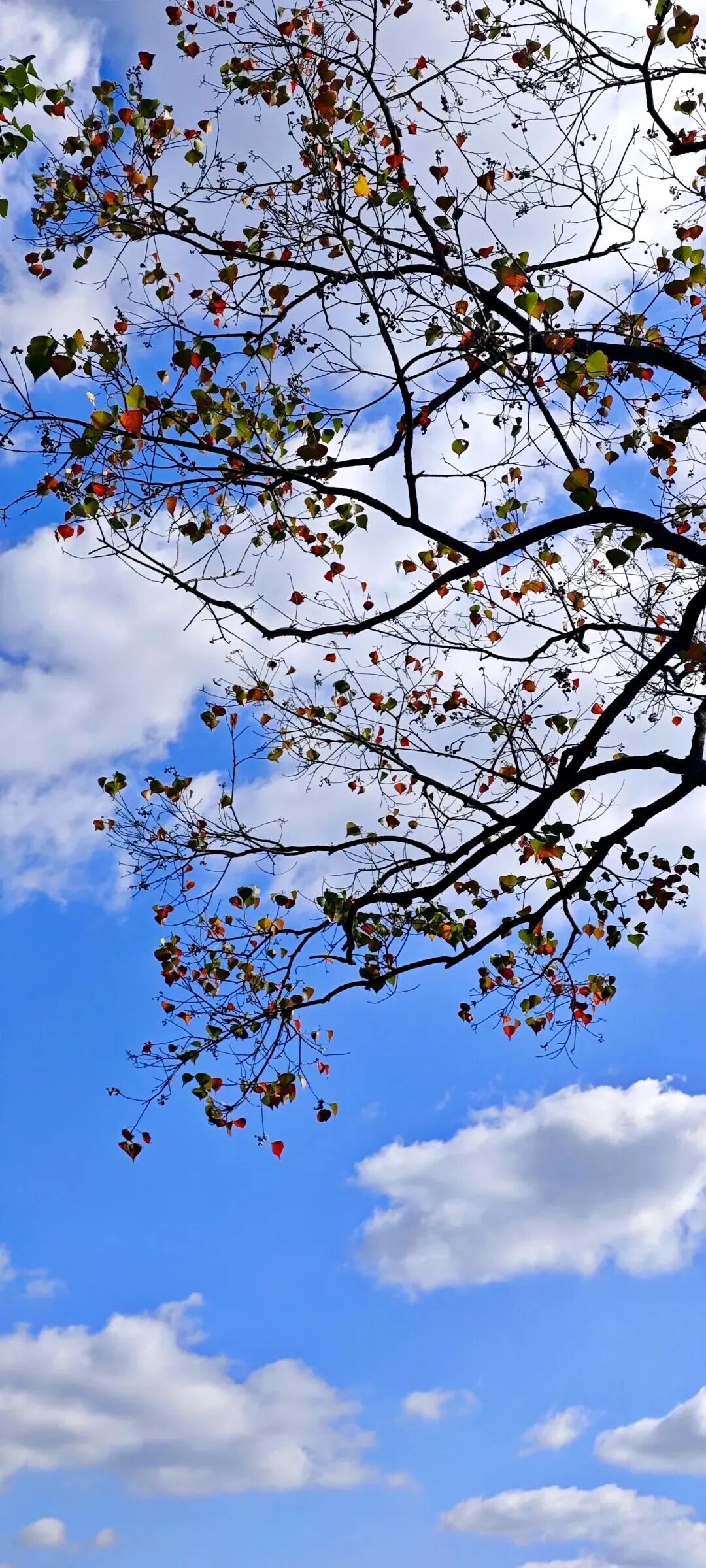 全网一致认定：最短的秋天，才是最贵的奢侈品