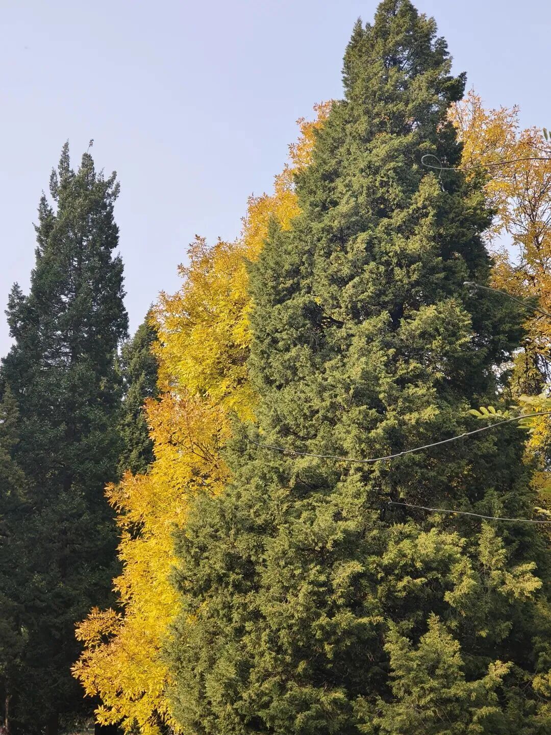 全网一致认定：最短的秋天，才是最贵的奢侈品