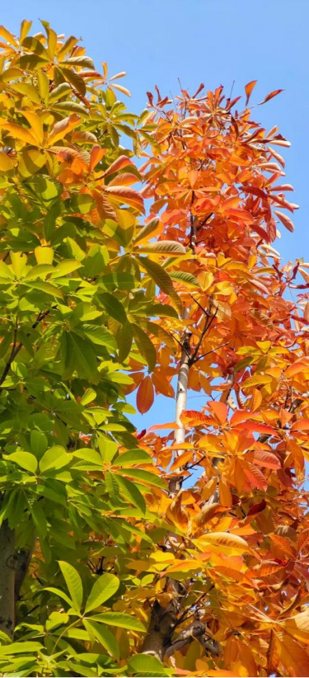 全网一致认定：最短的秋天，才是最贵的奢侈品